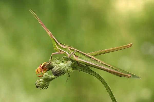 克罗地亚巴斯卡Krk的绿色蚱蜢Acrida ungarica — 图库照片