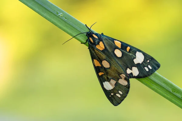 Scarlet tiger moth Callimorpha dominula in República Checa — Fotografia de Stock