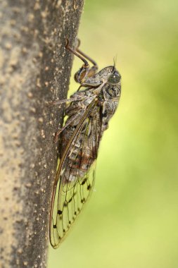 European cicada, Cicada orni in Krk, Croatia clipart