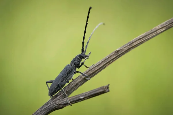 捷克共和国的摩羯甲虫Cerambyx scopolii — 图库照片