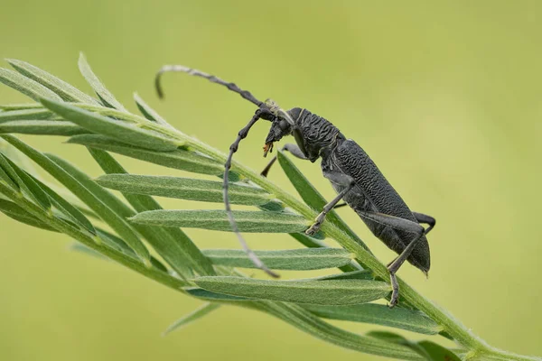 捷克共和国的摩羯甲虫Cerambyx scopolii — 图库照片
