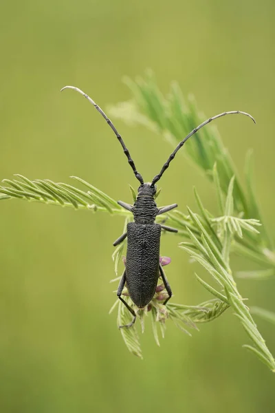 Çek Cumhuriyeti 'ndeki Oğlak Böceği Cerambyx Scopolii — Stok fotoğraf