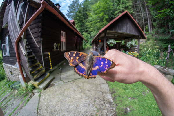 The Lesser Purple Emperor, Apatura ilia on hand in Czech Republic