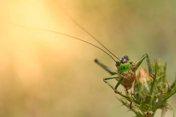 Some green bush cricket in Krk, Croatia — Stock Photo, Image