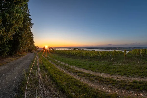 Palava manzaralı Velke Pavlovice, Güney Moravya, Çek Cumhuriyeti çevresindeki üzüm bağıyla dramatik bir akşam.