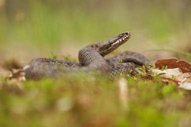 Female of European viper Vipera berus in Czech Republic