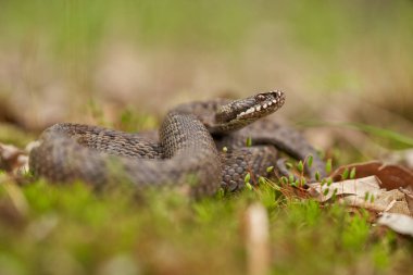 Female of European viper Vipera berus in Czech Republic