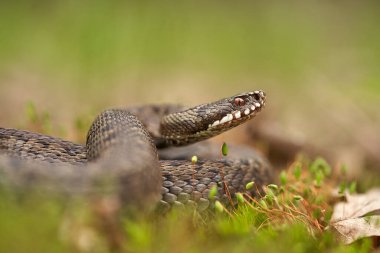 Female of European viper Vipera berus in Czech Republic