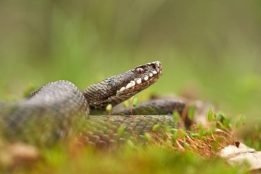 Female of European viper Vipera berus in Czech Republic