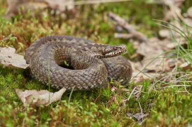 Female of European viper Vipera berus in Czech Republic