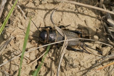 Çek Cumhuriyeti Alan kriket Gryllus campestris