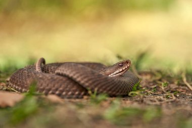 Female of European viper Vipera berus in Czech Republic