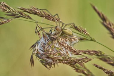 Yellow sac spider Cheiracanthium punctorium with nest in Czech Republic