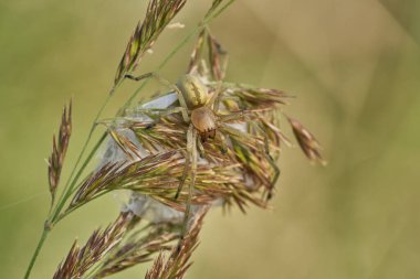 Yellow sac spider Cheiracanthium punctorium with nest in Czech Republic