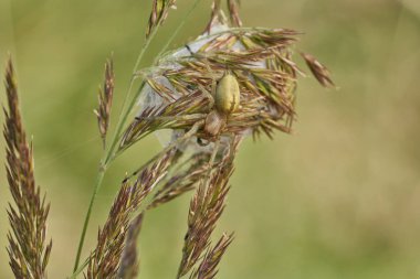 Yellow sac spider Cheiracanthium punctorium with nest in Czech Republic
