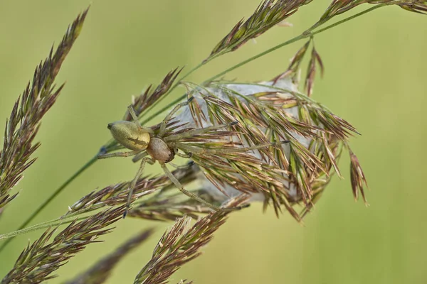 Yellow sac spider Cheiracanthium punctorium with nest in Czech Republic