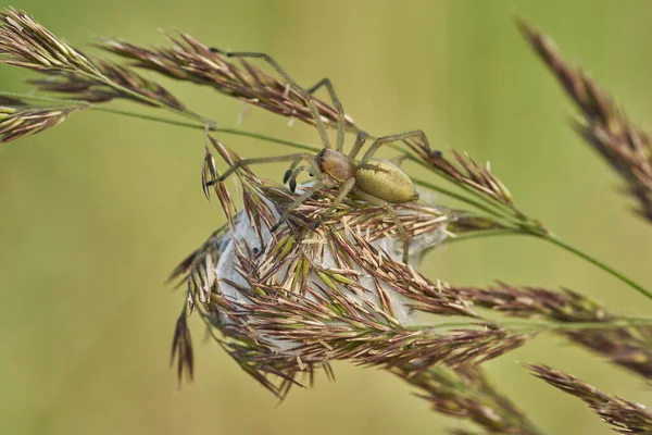 Yellow sac spider Cheiracanthium punctorium with nest in Czech Republic