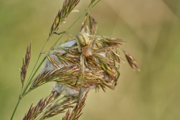 Yellow sac spider Cheiracanthium punctorium with nest in Czech Republic