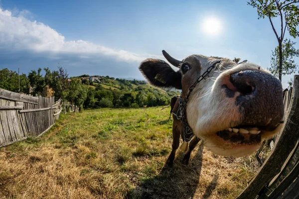 Portrait of cow in pasture near the town in Romanian Banat