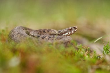Female of European viper Vipera berus in Czech Republic