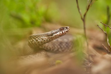 Female of European viper Vipera berus in Czech Republic