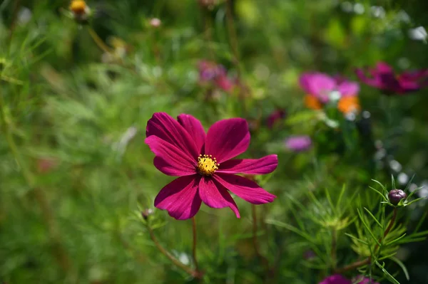 Blommig bakgrund: kosmea blommor i sommarträdgården — Stockfoto