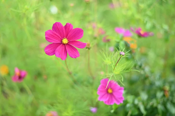 Vacker blomma i den gröna trädgården. — Stockfoto
