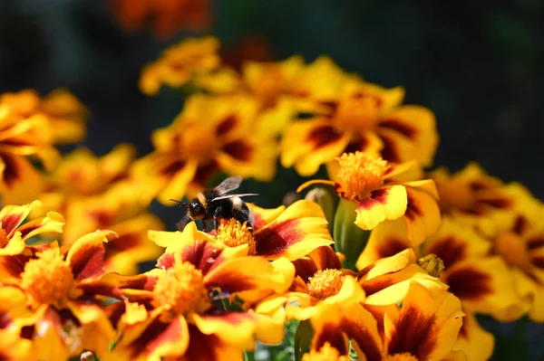 정원에 있는 오렌지 꽃에 앉아 있는 벌 — 스톡 사진