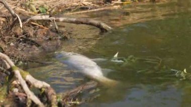 Ekolojik olarak kirli suda ölü balık