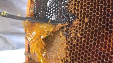 Bıçağın yakın çekimi kovan çerçevesinde bal ile bal kovanını açar. Bal üretim teknolojisi ve arılar üzerinde elle çalışma