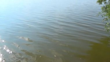 Yaz aylarında dinlendirici su dalgalarının yüzeyinde güneş yansımaları ve parıltıları.