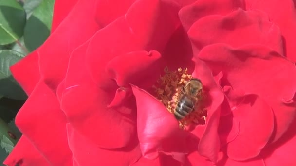 Μια μέλισσα συλλέγει γύρη σε ένα κόκκινο τριαντάφυλλο λουλούδι — Αρχείο Βίντεο