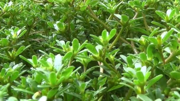 Graszaad bij benadering met dauwdruppels na regen. — Stockvideo