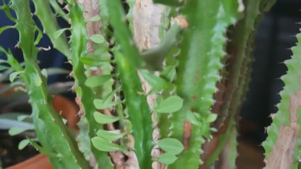 Euphorbia-Kaktus dreieckig im Topf — Stockvideo