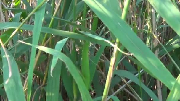 Cañas verdes a la luz del día sobre un fondo de estanque — Vídeos de Stock