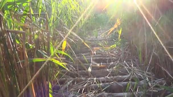 Walkway over the reed at the pond — Stock Video