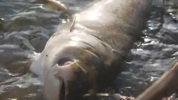 Peces muertos en agua sucia ecológicamente — Vídeos de Stock