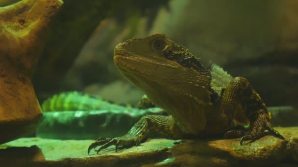 Australský vodní agama, nebo vodní leguán na kameni a vypadá zvědavě — Stock video