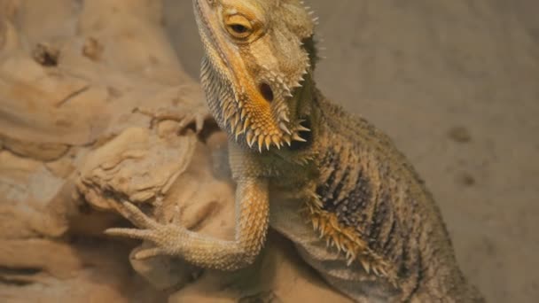 Agama barbudo uma espécie comum de répteis na Ásia — Vídeo de Stock