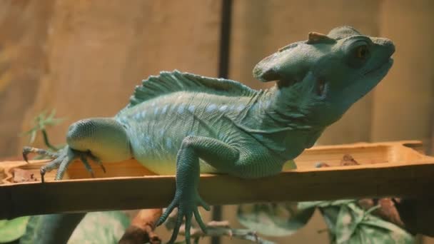 Plumed Basiliscus is a species of lizard native to Central America. — Stock Video