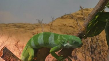 Fiji Banded Iguana yeşil çizgili kertenkele bir dala oturur.