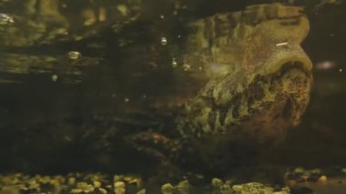 Yumuşak yüzlü bir kayman ya da küçük bir timsah yüzer ve gölette yaşayan canlıları bekler.