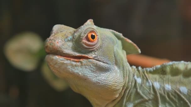 Plumed Basiliscus es una especie de lagarto nativo de América Central. . — Vídeo de stock