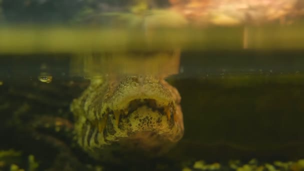 A smooth-faced caiman or a small crocodile swims and waits for living creatures in a pond — Stock Video