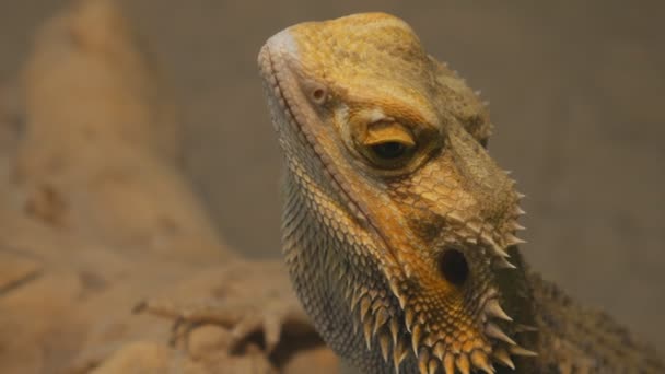 Бородатая агама распространенный вид рептилий в Азии — стоковое видео