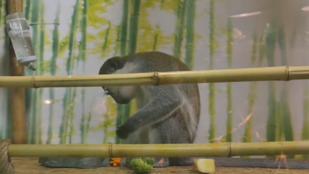 Chlorocebus pygerythrus ou um macaco verde come cenouras — Vídeo de Stock