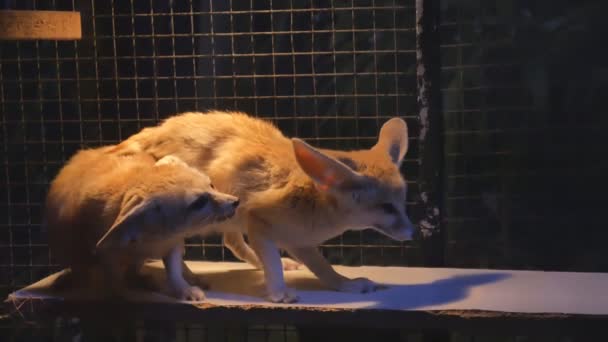 Fennecus zerda a legkisebb róka a világon. — Stock videók