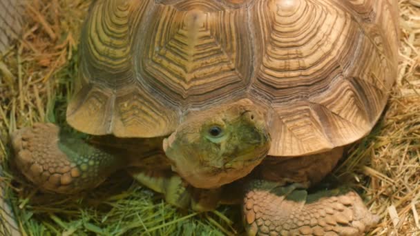 Geochelone sulcata grande tartaruga atentamente e na surpresa olha rapidamente respirando — Vídeo de Stock