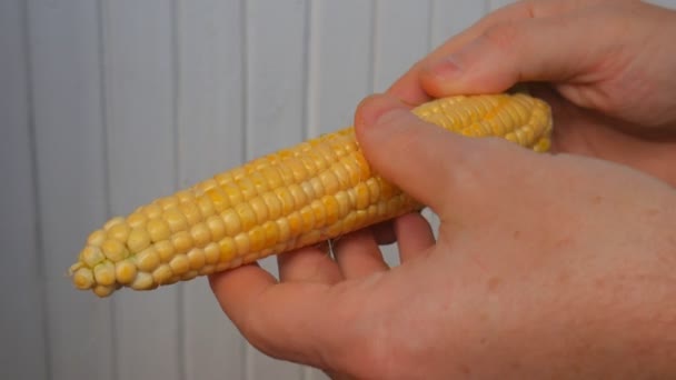 El agrónomo realiza una inspección visual del cultivo de maíz — Vídeo de stock