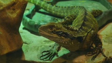 Avustralya su agaması, ya da bir taşın üzerindeki su leguanı ve ilginç görünüyor.
